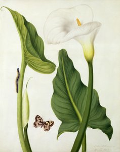 Calla Aethiopica z motylem i gąsienicą (wc i gwasz na ołówku na welinie)